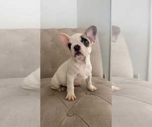 French Bulldog Puppy for sale in CHULA VISTA, CA, USA