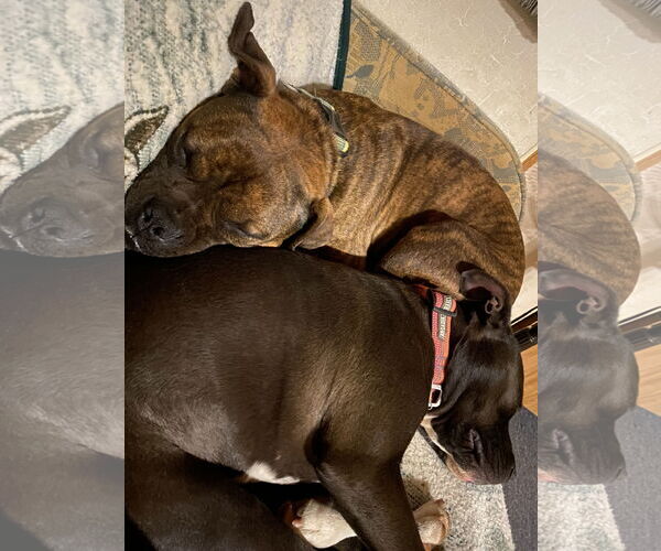 Medium Photo #4 American Staffordshire Terrier-Unknown Mix Puppy For Sale in McCormick, SC, USA