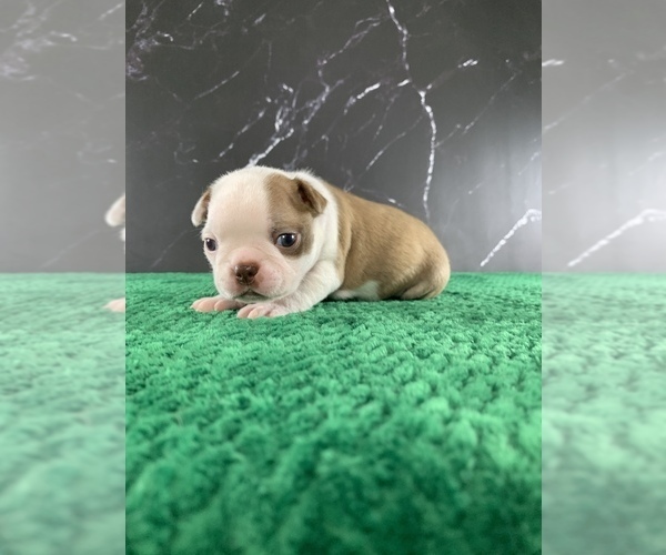 Medium Photo #16 Boston Terrier Puppy For Sale in TULARE, CA, USA