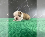 Small Photo #123 Boston Terrier Puppy For Sale in TULARE, CA, USA