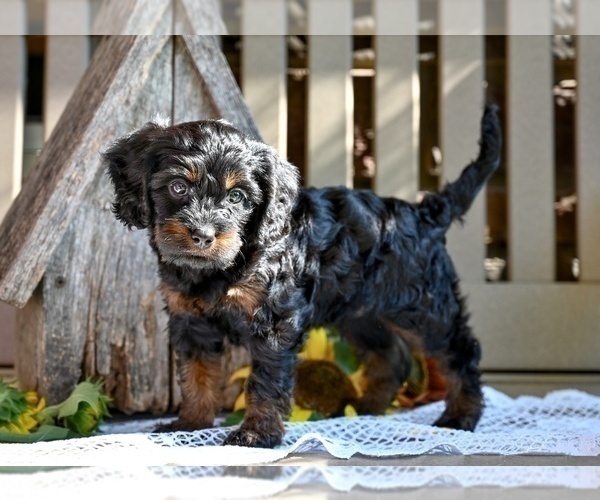 Medium Photo #2 Cavapoo Puppy For Sale in MILLERSBURG, OH, USA