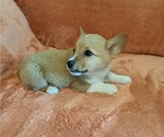 Puppy Tater tot Pembroke Welsh Corgi