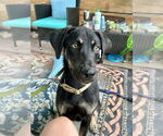 Small #1 Mutt
