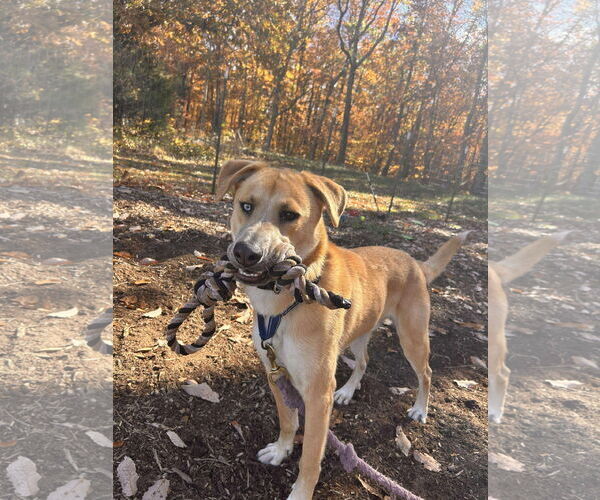 Medium Photo #24 Retriever -Unknown Mix Puppy For Sale in Rustburg, VA, USA