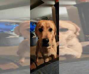 Reggie - Male Labrenees Dog for Adoption - Photo #2