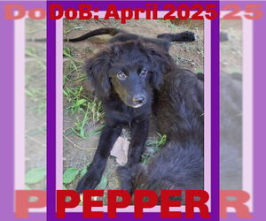 Mutt Dogs for adoption in Sebec, ME, USA