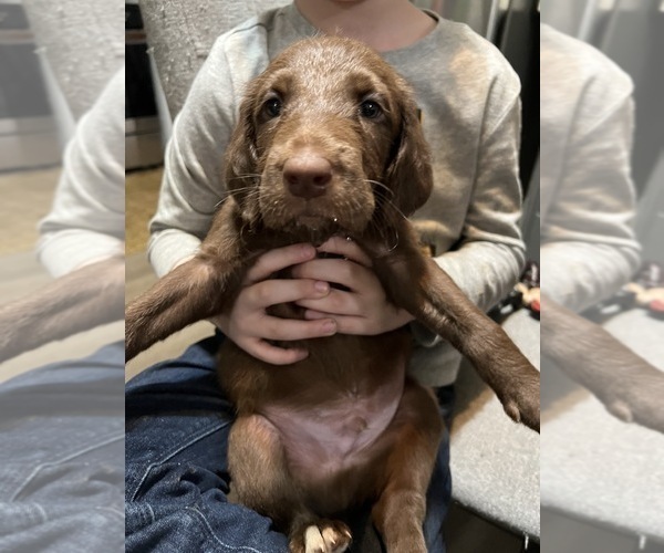 Medium Photo #1 Great Dane-Poodle (Standard) Mix Puppy For Sale in SNYDER, TX, USA