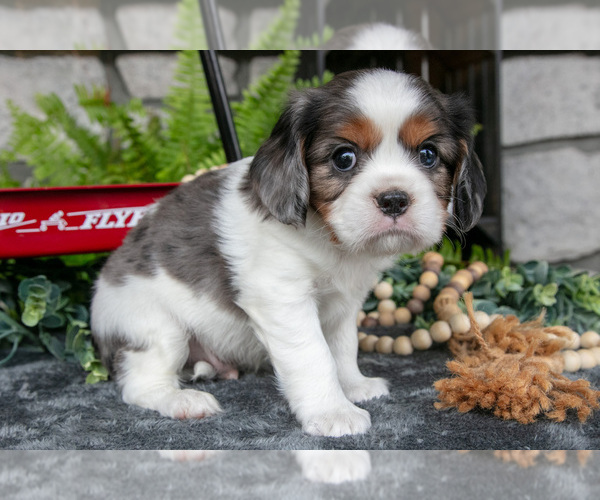 Medium Photo #7 Cavalier King Charles Spaniel Puppy For Sale in NARVON, PA, USA