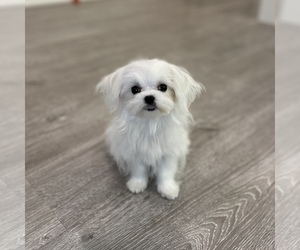 Maltese Puppy for sale in LOS ANGELES, CA, USA
