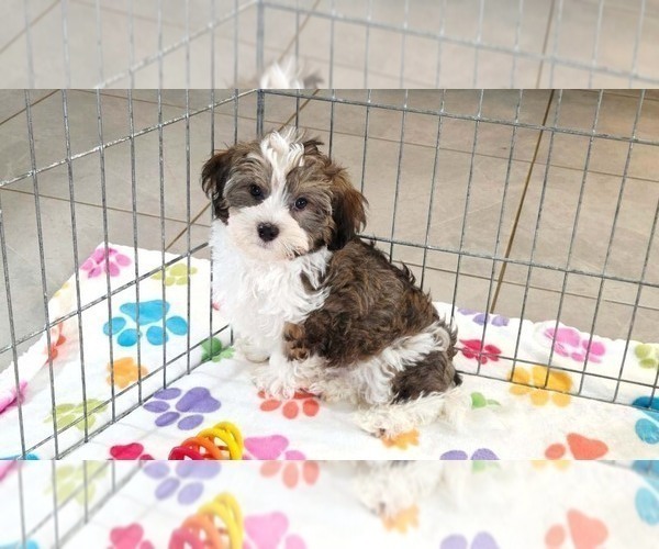 Medium Photo #3 Havashire Puppy For Sale in ORO VALLEY, AZ, USA
