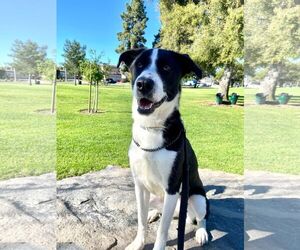 Zuzu - Female Border Collie-Unknown Mix Dog for Adoption - Photo #4