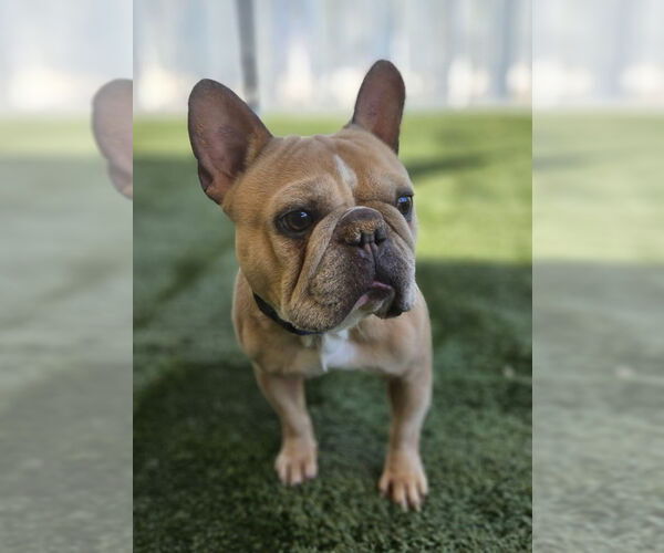Medium Photo #6 French Bulldog Puppy For Sale in Lake Elsinore, CA, USA