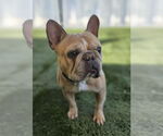 Small #5 French Bulldog