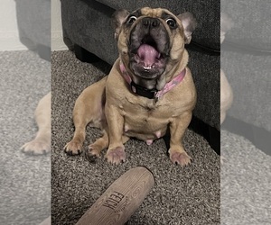 Mother of the French Bulldog puppies born on 05/30/2025