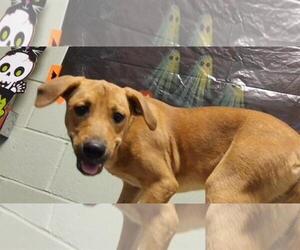 Plott Hound-Unknown Mix Dogs for adoption in Tulsa, OK, USA