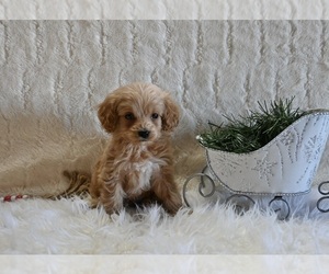 Cockapoo Puppy for sale in FRESNO, OH, USA