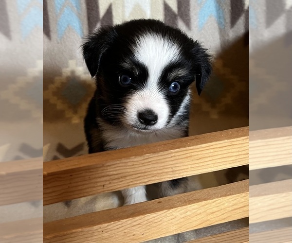 Medium Photo #7 Miniature Australian Shepherd Puppy For Sale in FORT MORGAN, CO, USA