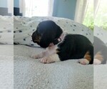 Small Photo #26 Basset Hound Puppy For Sale in PETERSBURG, IN, USA