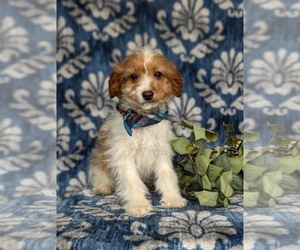 Schnauzer (Miniature) Puppy for sale in LINCOLN UNIVERSITY, PA, USA