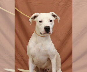 American Staffordshire Terrier-Boxer Mix Dogs for adoption in Bolivar, MO, USA