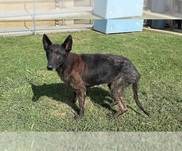 Medium Photo #2 German Shepherd Dog-Unknown Mix Puppy For Sale in Grand Prairie, TX, USA
