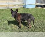 Small #1 German Shepherd Dog Mix