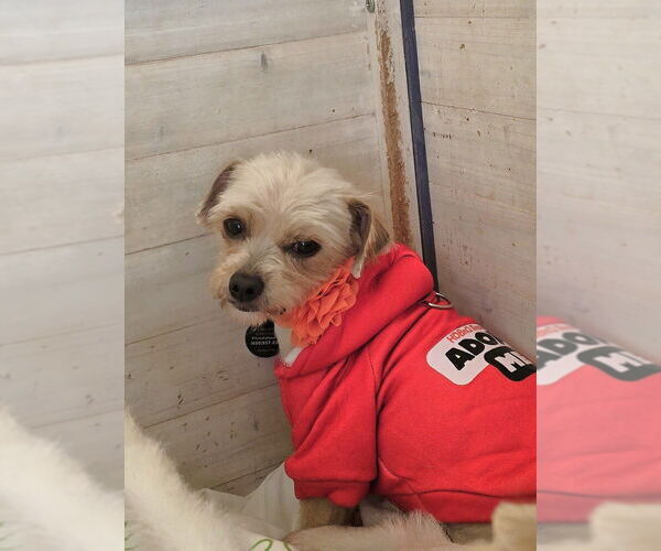 Medium Photo #2 Mutt Puppy For Sale in Pacifica, CA, USA