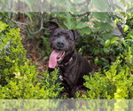 Small #4 American Staffordshire Terrier Mix