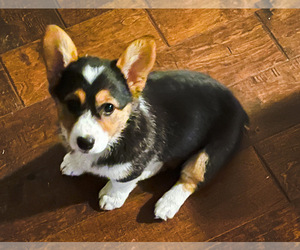 Medium Pembroke Welsh Corgi