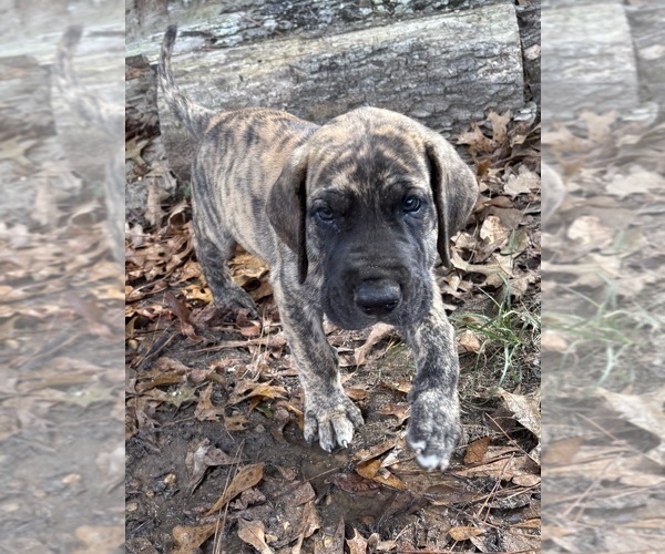 Medium Photo #2 Great Dane Puppy For Sale in CLANTON, AL, USA