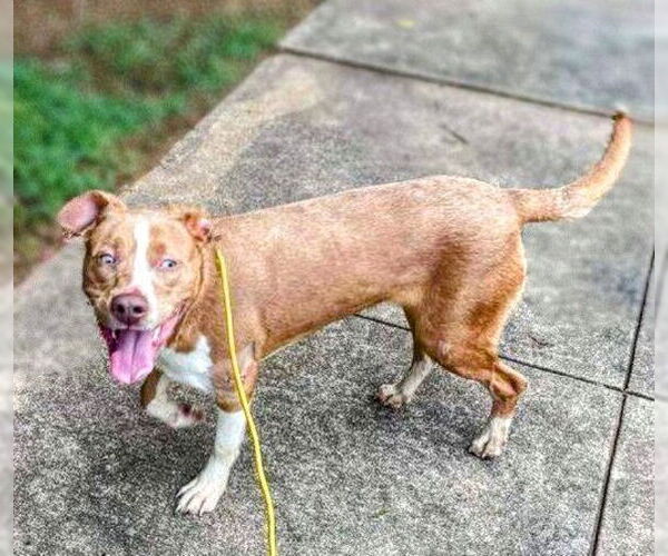 Medium Photo #6 Mutt Puppy For Sale in columbia, SC, USA