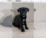 Small #1 Labrador Retriever Mix