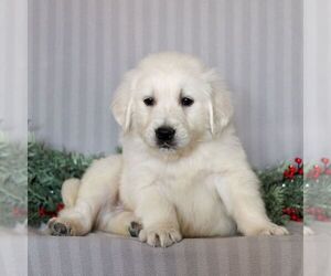 English Cream Golden Retriever Puppy for sale in LITITZ, PA, USA