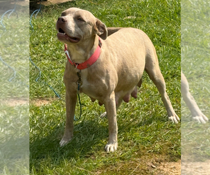 Mother of the American Bully puppies born on 06/06/2025