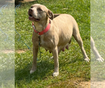 Small Photo #1 American Bully Puppy For Sale in PELAHATCHIE, MS, USA
