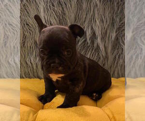 French Bulldog Puppy for sale in CHARLESTON, SC, USA
