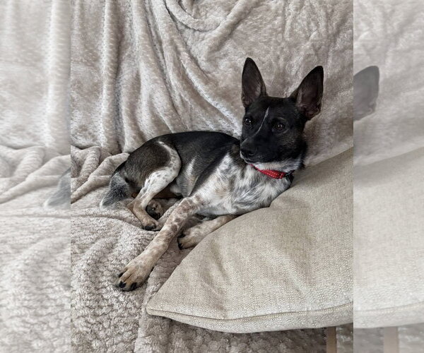 Medium Photo #2 Rat Terrier-Unknown Mix Puppy For Sale in Oakhurst, NJ, USA