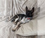 Small #1 Rat Terrier Mix