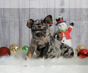 French Bulldog Puppy for sale in FREDERICKSBG, OH, USA