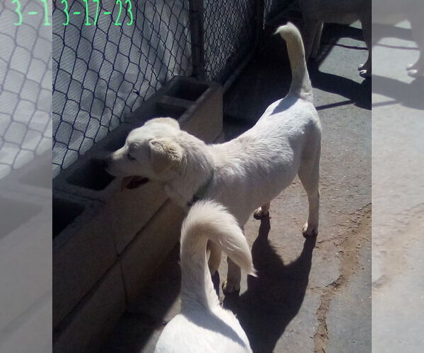 Medium Photo #10 Mutt Puppy For Sale in Apple Valley, CA, USA