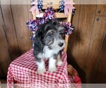 Small Photo #35 Bernedoodle (Miniature) Puppy For Sale in BLACK FOREST, CO, USA