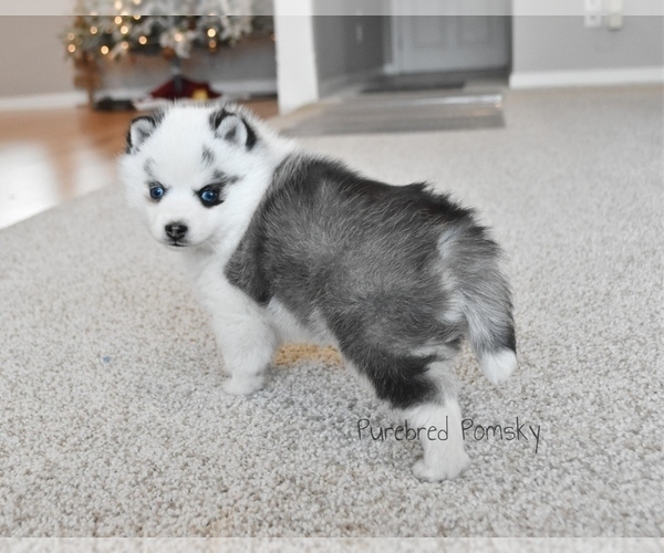 Medium Photo #6 Pomsky Puppy For Sale in KANSAS CITY, MO, USA