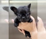 Small Photo #7 French Bulldog Puppy For Sale in GREENWICH, CT, USA