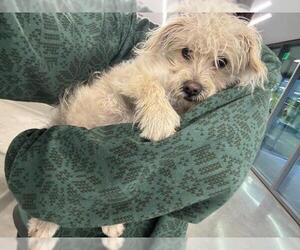 Mutt Dogs for adoption in San Martin, CA, USA