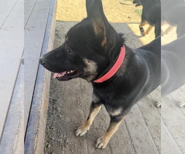 Medium Photo #4 German Shepherd Dog-Unknown Mix Puppy For Sale in Incline Village, NV, USA