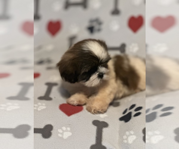 Medium Photo #5 Shih Tzu Puppy For Sale in LITHONIA, GA, USA