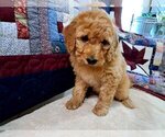 Puppy Male 1 Goldendoodle (Miniature)