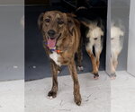 Small #3 Labrador Retriever Mix