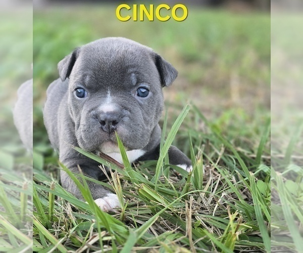 Medium Photo #18 American Bully Puppy For Sale in KISSIMMEE, FL, USA
