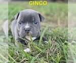 Puppy CINCO American Bully